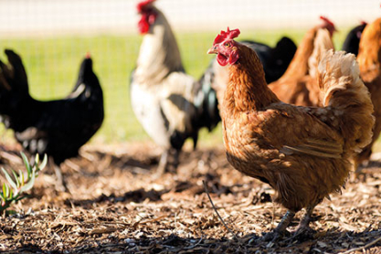 Tierwirt/in - Geflügelhaltung